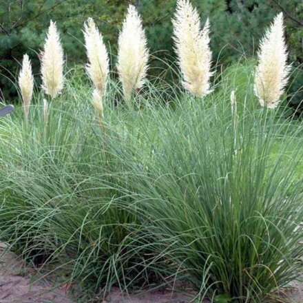 Pampová tráva PUMILA (Cortaderia selloana Pumila)