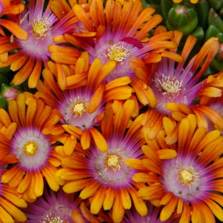 Delosperma FIRE SPINNER