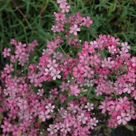 Gypsophila plazivá 'Rosea' (Gypsophila repens rosea)