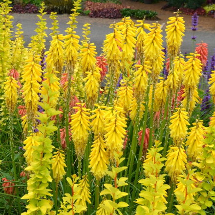 Kniphofia 'LEMON POPSICLE' ®