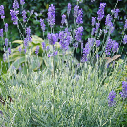 Levanduľa 'PLATINUM BLONDE' (Lavandula 'Platinum Blonde')