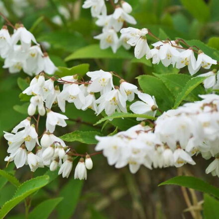 Trojpuk štíhly (Deutzia gracilis)