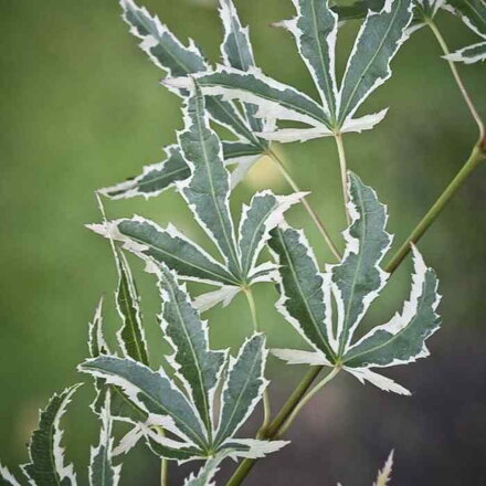 Javor dlaňovitolistý 'Butterfly' (Acer palmatum 'Butterfly')