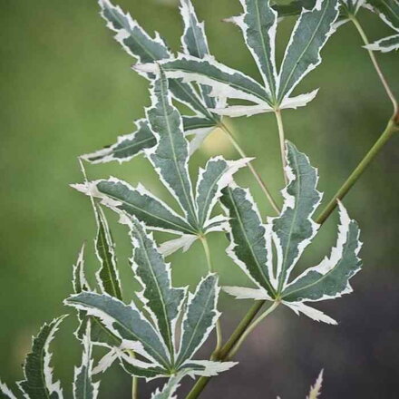 Javor dlaňovitolistý 'Butterfly' (Acer palmatum 'Butterfly')