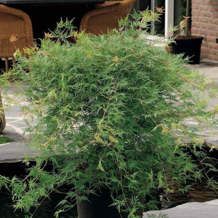 Javor dlaňovitolistý 'Emerald Lace' (Acer palmatum 'Emerald Lace')