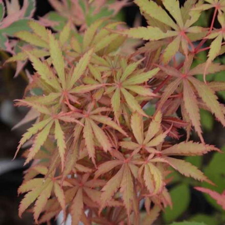 Javor dlaňovitolistý 'Jerre Schwartz' (Acer palmatum 'Jerre Schwartz')