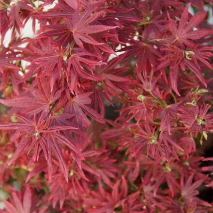 Javor dlaňovitolistý 'Shaina' (Acer palmatum 'Shaina') - 100 cm