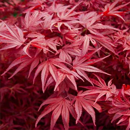 Javor dlaňovitolistý 'Skeeters Broom' (Acer palmatum 'Skeeters Broom')