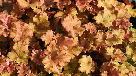 Heuchera "Marmalade"