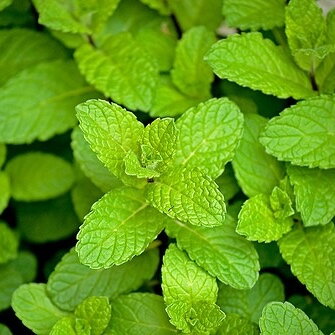 Mentha piperta - Mäta pieporná