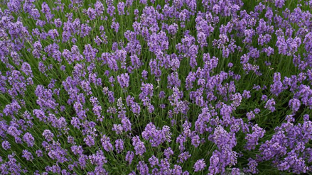Lavandula angustifolia Munstead