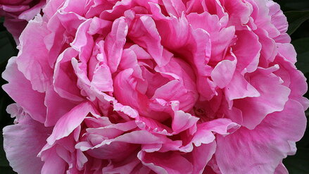 Paeonia Alexander Fleming