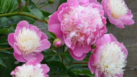 Paeonia Bowl of Beauty