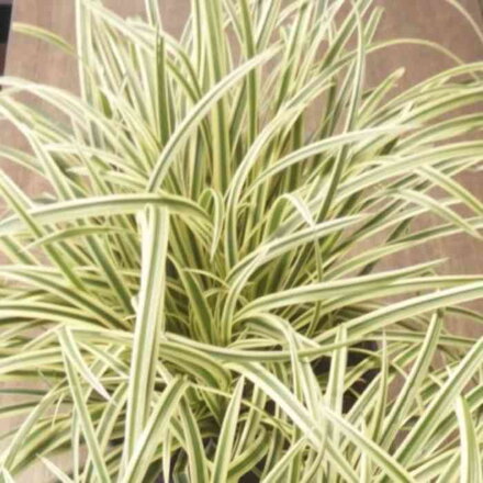 Ostrica japonská 'Vanilla Ice' ® (Carex morrowii 'Vanilla Ice')