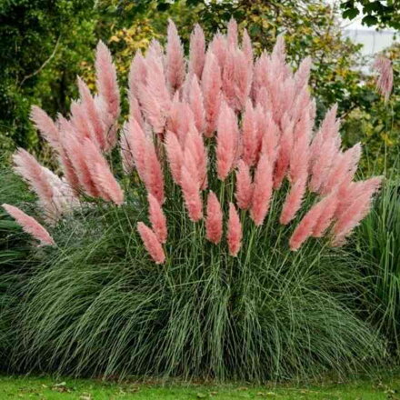 Pampová tráva 'Pink Feather' (Cortaderia se. 'Pink Feather')