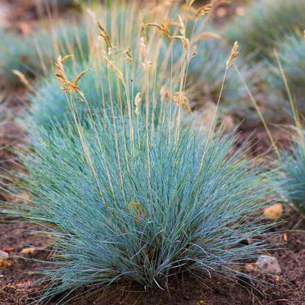 Kostrava sivá 'Elijah Blue' (Festuca glauca 'Elijah Blue')