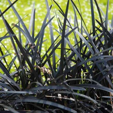 Bradník 'Niger' (Ophiopogon planiscapus 'Niger')