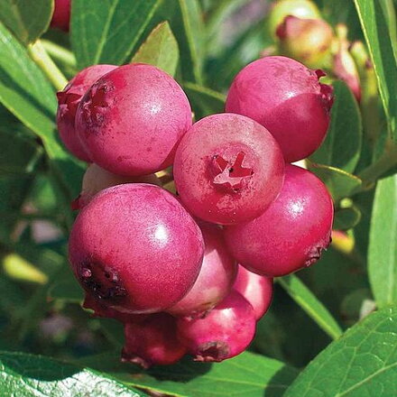 Čučoriedka 'Pink Blueberry'