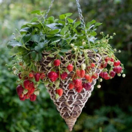 10 x Jahody 'Mara de Bois' (stálerodiaca, previslá odroda)
