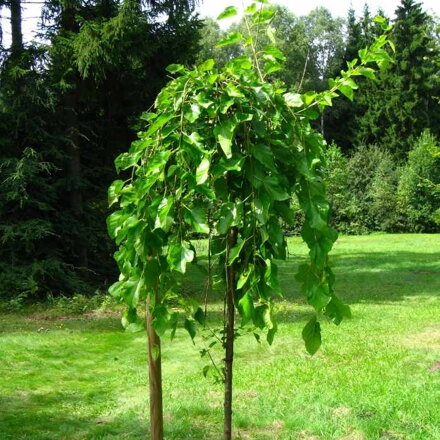 Moruša previslá Pendula - strom