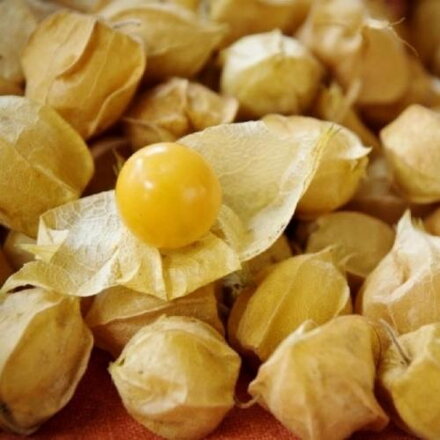 Physalis 'Ananás'