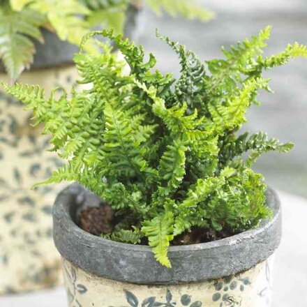 Papraď samčia 'Crispa' (Dryopteris af. 'Crispa')