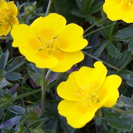 Nátržník 'Aurea' (Potentilla aurea)