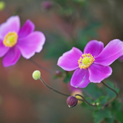 Anemone hupehensis "Praecox"