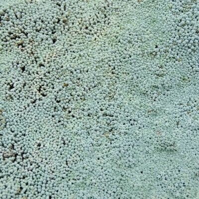 Raoulia australis