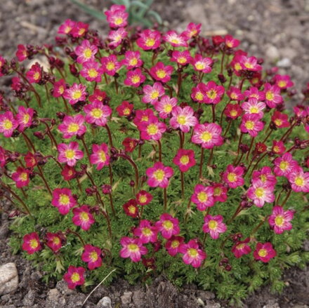 Lomikameň Arendsov "PURPURMANTEL" (Saxifraga arendsii purpurmantel)