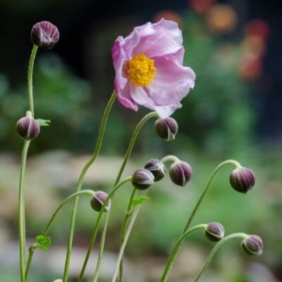 Anemone hup."September Charm"
