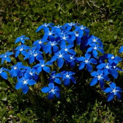 Gentiana septemfida var.lagodechiana