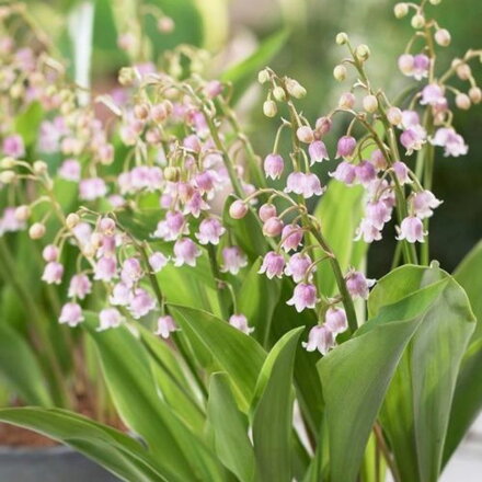 Konvalinka voňavá 'Rosea' (Convallaria maj. Rosea)