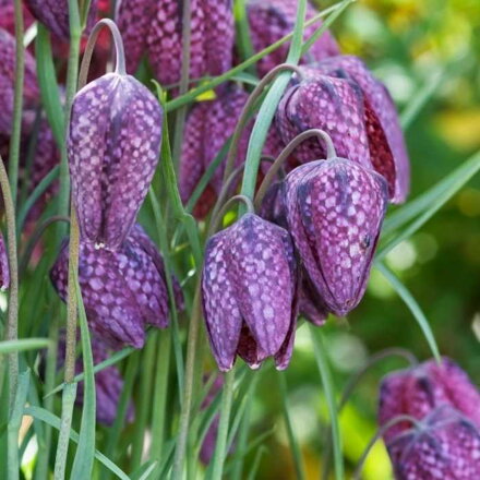 Korunkovka strakatá (Fritillaria meleagris)