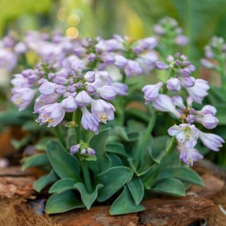 Funkia 'Blue Mouse Ears' (Hosta Blue Mouse Ears)