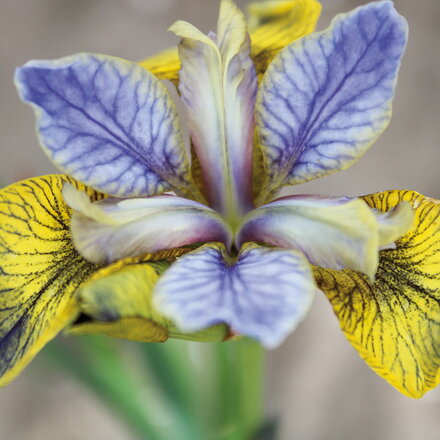 Kosatec sibírsky 'Tipped in Blue' (Iris sibirica Tipped in Blue)