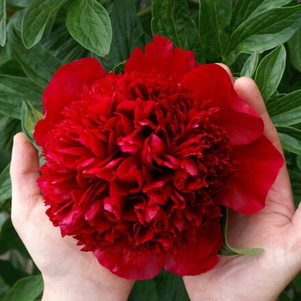 Pivonka 'Red Charm' (Paeonia Red Charm)