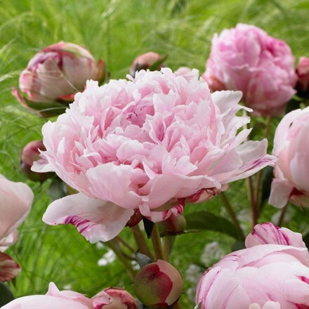 Pivonka 'Sarah Bernhardt' (Paeonia Sarah Bernhardt)