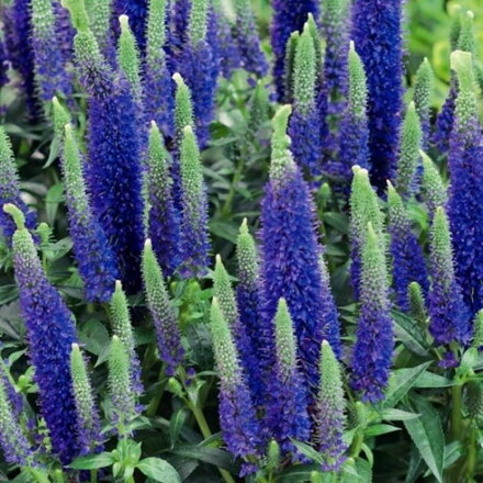 Veronika klasnatá 'Ulster Dwarf Blue' (Veronica spicata Ulster Dwarf Blue)