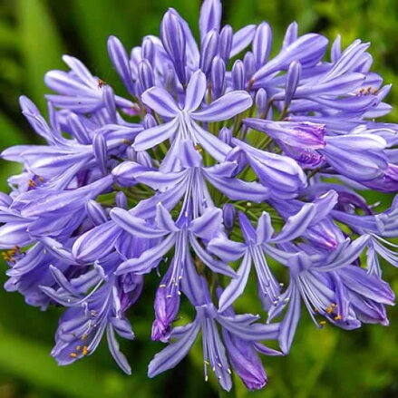 Agapanthus 'Peter Pan'
