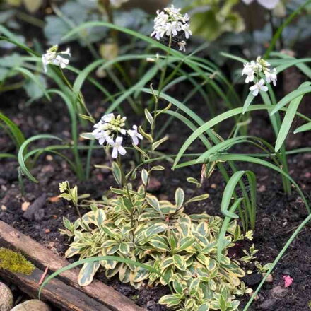 Arábka 'Old Gold' (Arabis ferdinandi-cob. 'Old Gold')