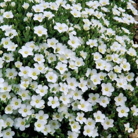 Piesočnica 'Montana' (Arenaria montana)