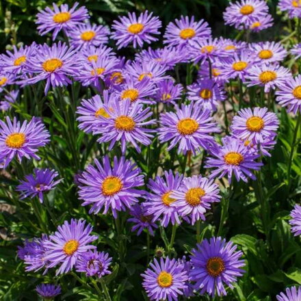 Astra alpínska 'Blue' (Aster alpinus 'Blue')