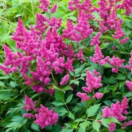 Astilba čínska 'Pumila' (Astilbe chinensis pumila)