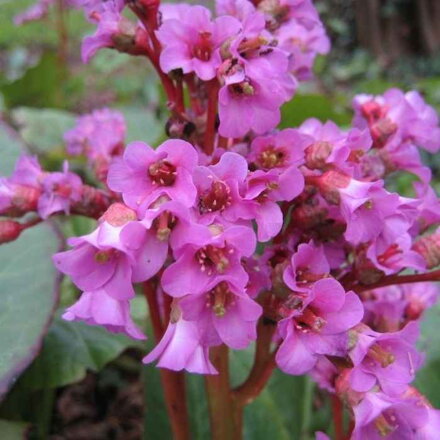 Bergénia srdčitá 'Rotblum' (Bergenia cordifolia 'Rotblum')