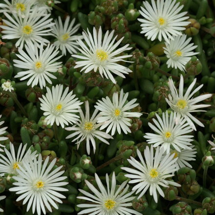 Delosperma 'Graaf Reinet'