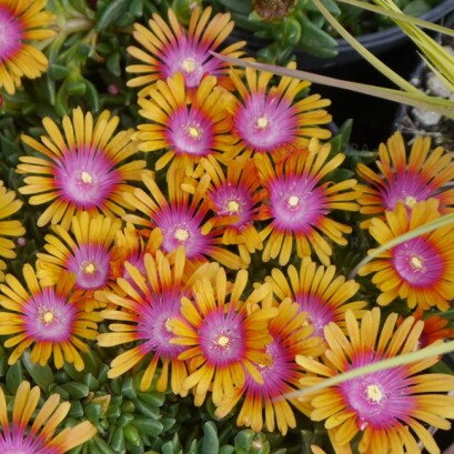 Delosperma 'Sundella Apricot'