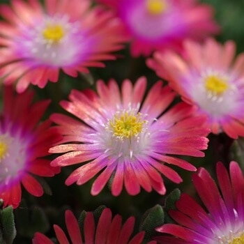 Delosperma 'Jewel of Desert Sunstone' ®