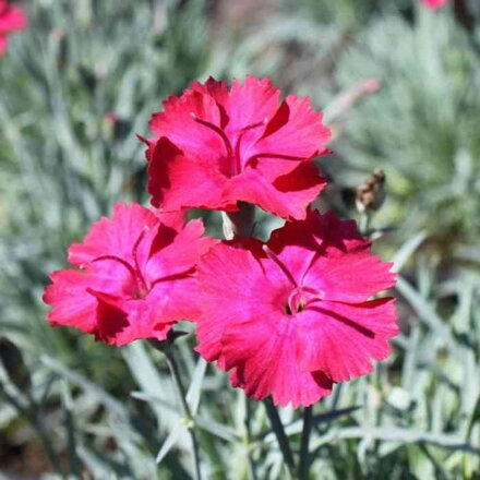 Klinček sivý 'Badenia' (Dianthus grat. 'Badenia')