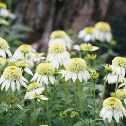 Echinacea purpurová 'Coconut Lime' (Echinacea purp. 'Coconut Lime' ®)